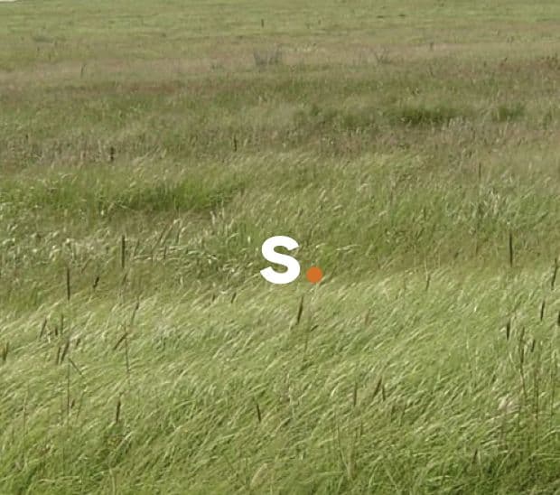 stem